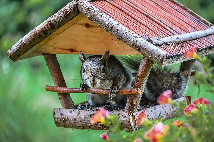 Squirrel Feeder, autumn, funny, bird feeder, squirrel HD wallpaper
