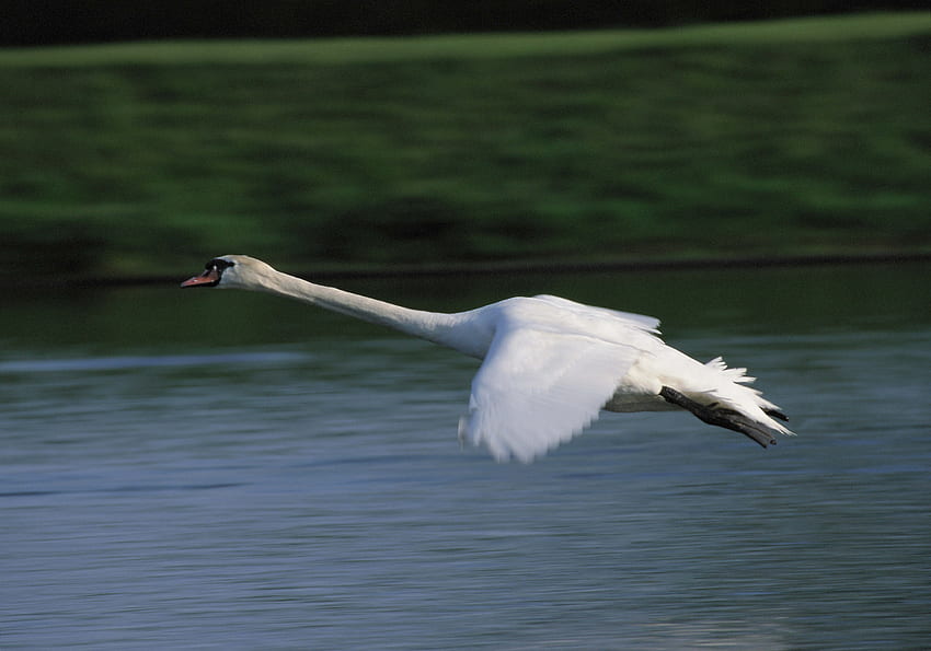 Animals, Water, Flight, Swan HD wallpaper
