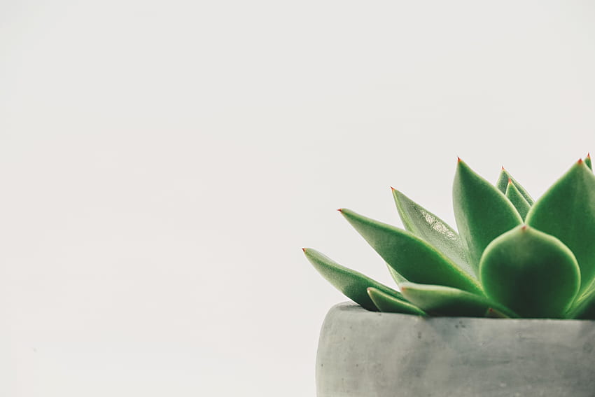 Plant, Aesthetic Succulents HD wallpaper