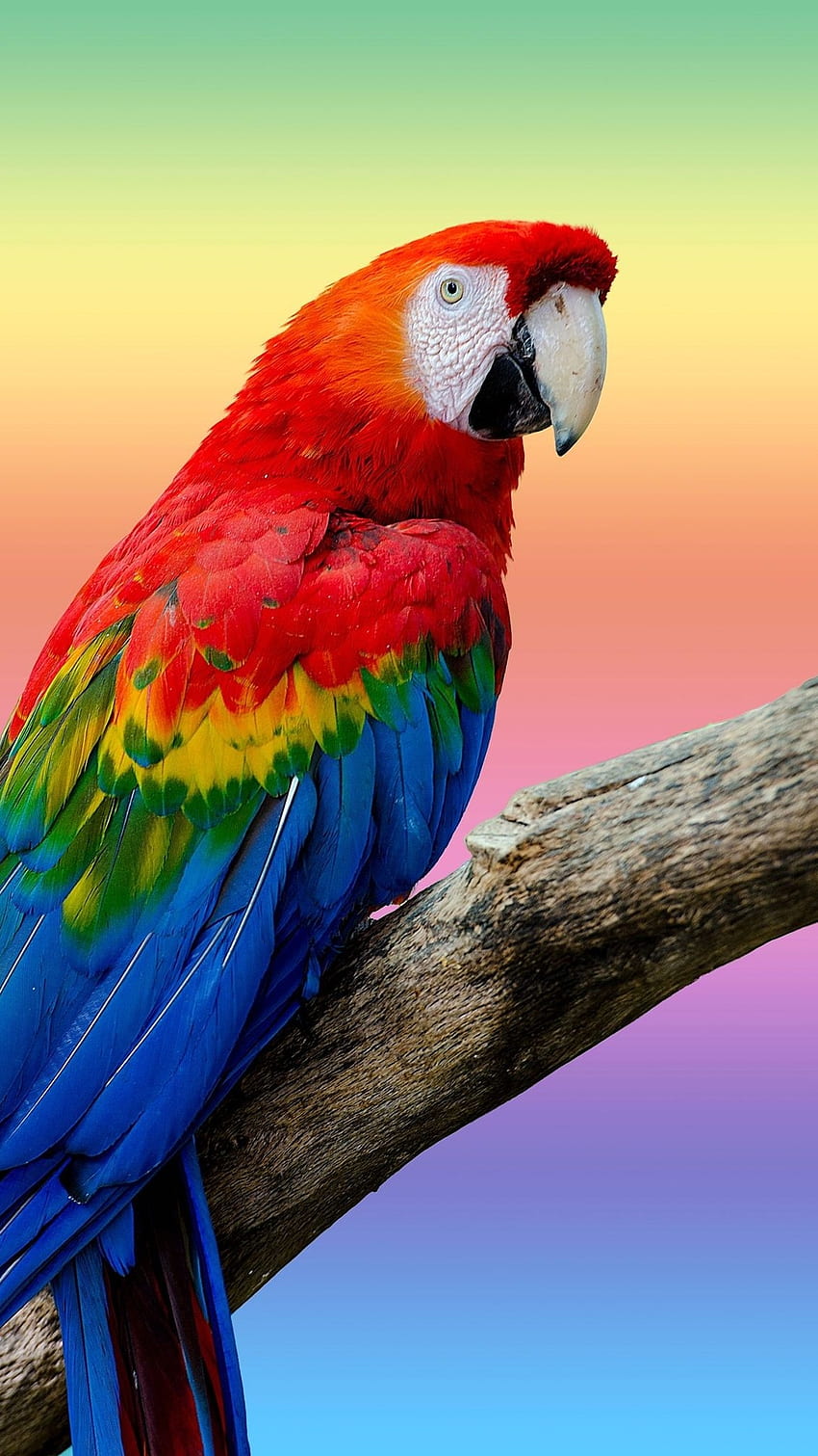 Perroquet, Adorable, Oiseau Fond d'écran de téléphone HD