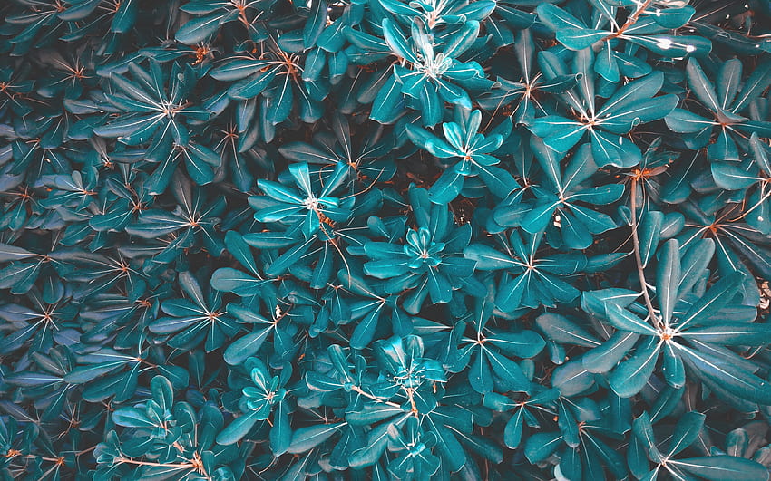 ใบไม้ พืช พื้นหลังสีน้ำเงินพิเศษ 16:10 ใบไม้สีน้ำเงิน วอลล์เปเปอร์ HD