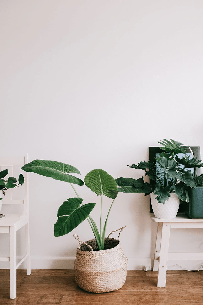 Ways to Bring the Outdoor Indoor with Indoor House Plants in 2020. Best home interior design, Plant decor, Living room colors HD-Handy-Hintergrundbild