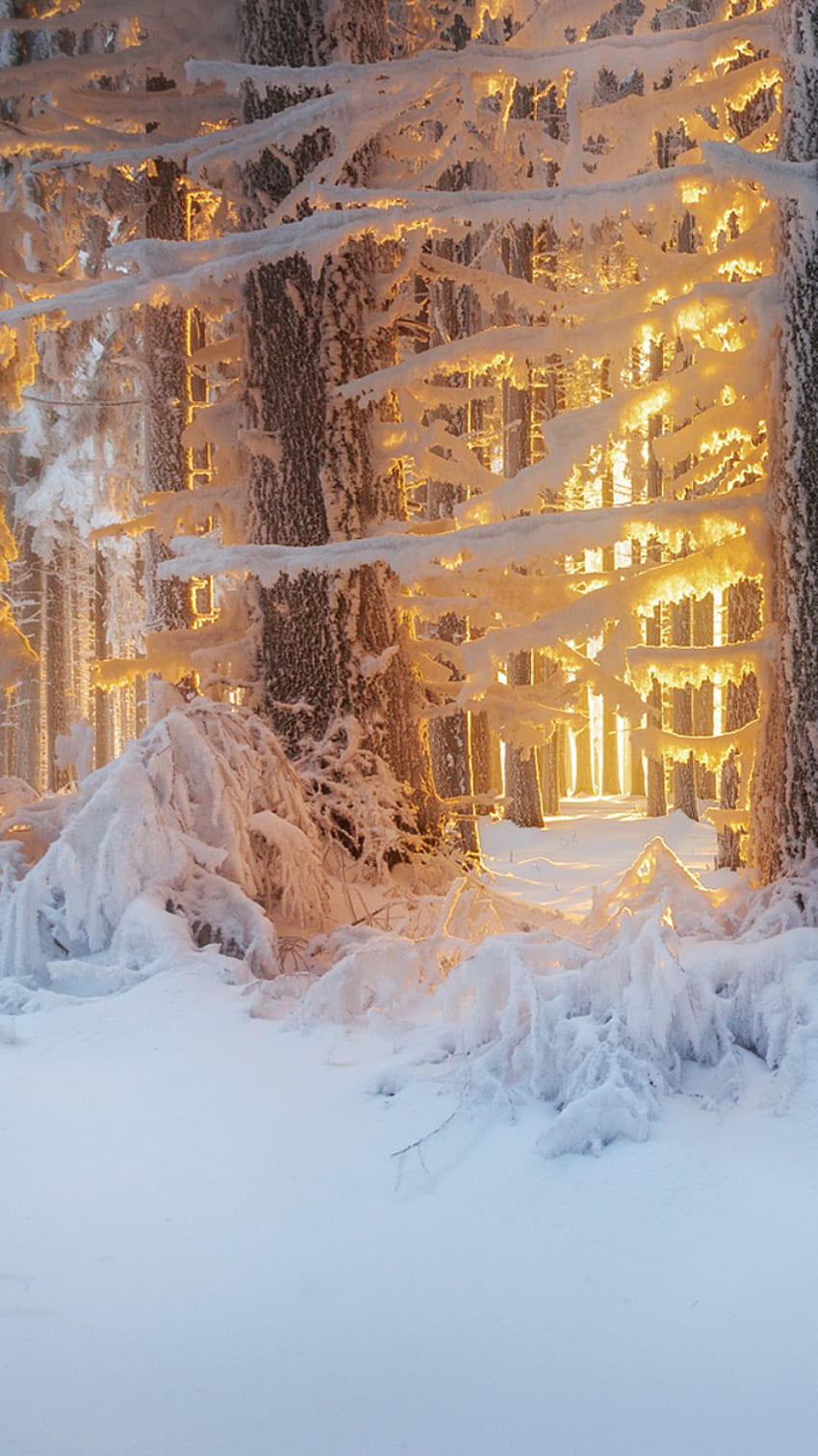 Cozy Winter Photos, Download The BEST Free Cozy Winter Stock Photos & HD  Images