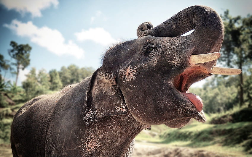 Elephant In Chiang Mai, Thailand HD wallpaper