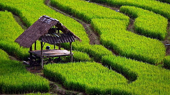 Cánh đồng lúa: Cánh đồng lúa là một trong những hình ảnh đặc trưng của nông thôn Việt Nam, nơi nào cũng đẹp và tràn đầy sức sống. Những bức ảnh tuyệt đẹp về cánh đồng lúa chắc chắn sẽ khiến bạn phải mê mẩn và đắm say.