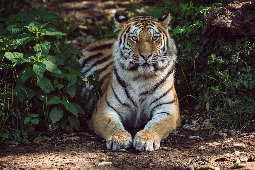 Zwierzęta, kłamstwa, drapieżnik, duży kot, tygrys Tapeta HD