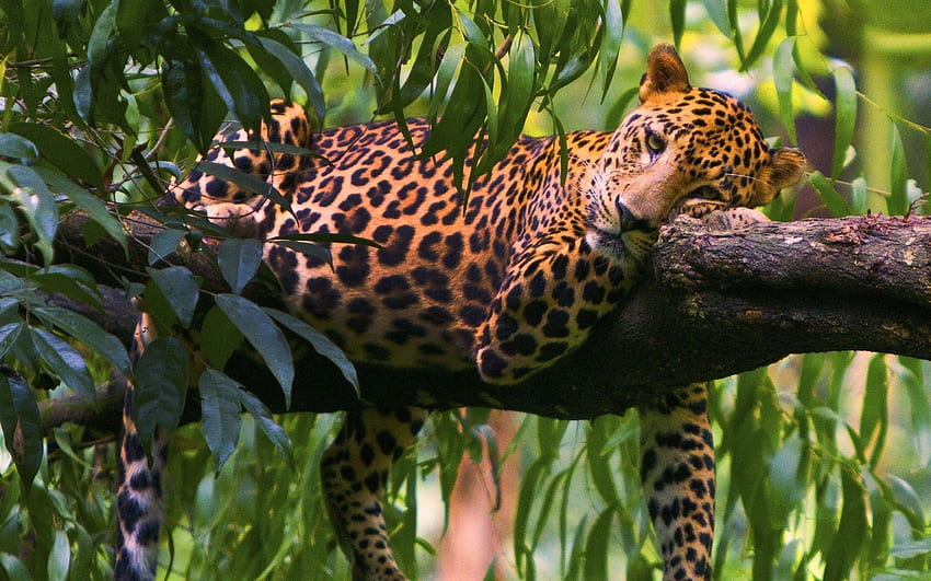 Tiere, Holz, Leopard, hinlegen, liegen, Baum, Ast, Raubtier HD-Hintergrundbild