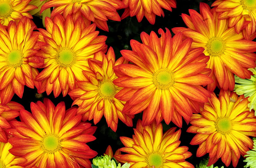 Blumen, hell, Blütenblätter, Nahaufnahme, bunt, gesprenkelt HD-Hintergrundbild