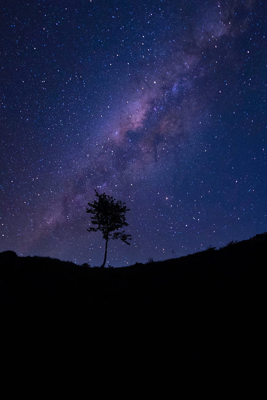 Stars, Dark, Silhouette, Wood, Tree, Starry Sky HD phone wallpaper