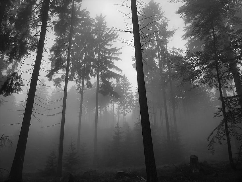 Black forest background HD wallpapers | Pxfuel