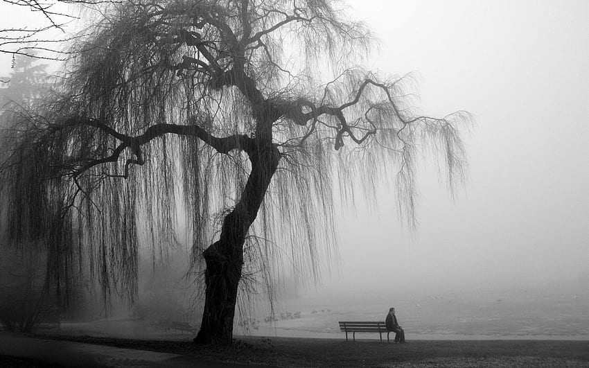 Black and White, Black and White Tree HD wallpaper