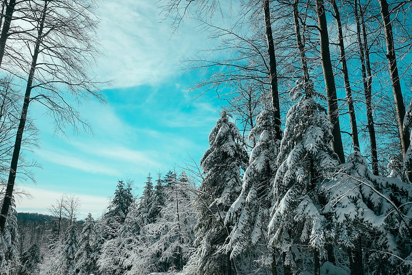 冬、自然、空、森、食べた 高画質の壁紙