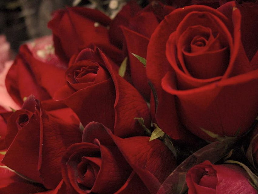 Rose, rose rosse, natura, fiori Sfondo HD