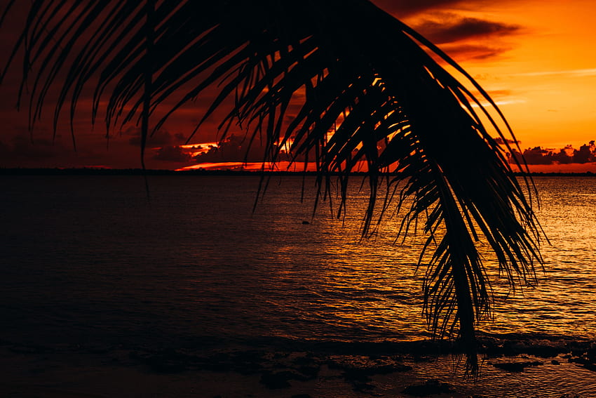 Sunset, Sea, Twilight, Dark, Palm, Dusk HD wallpaper