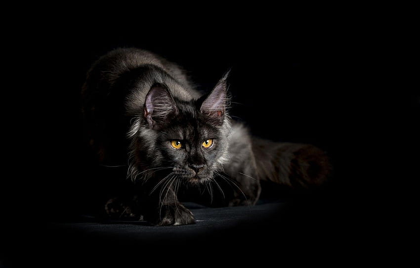 cat, look, background, black, sneaks, shaggy, Maine Coon for , section кошки HD wallpaper