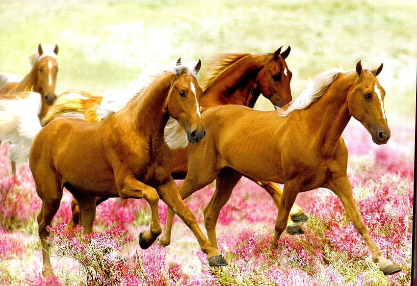 Złota opaska, piękne konie, konie Palomino, konie biegające, konie Tapeta HD
