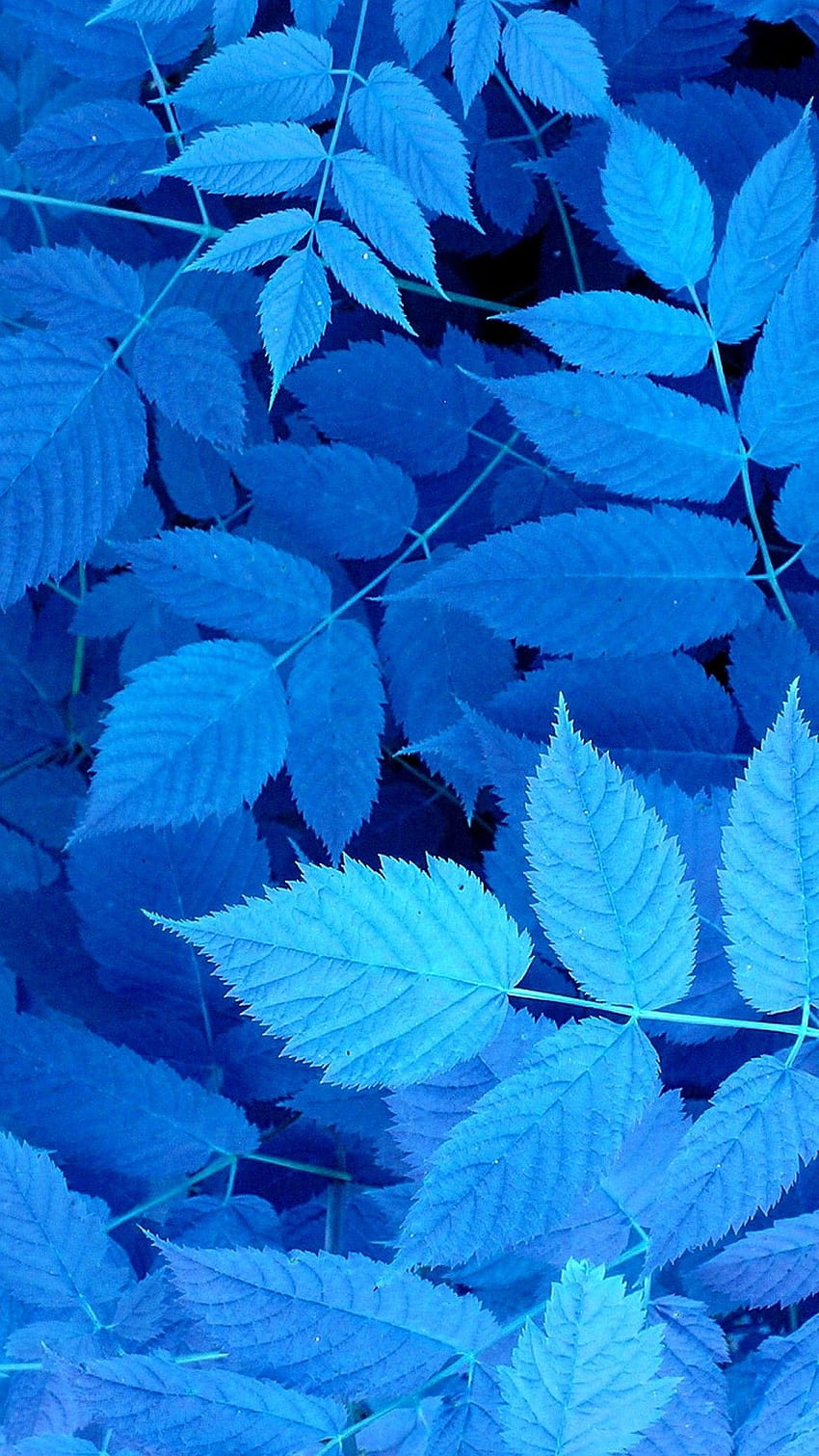 Blue Leaves iPhone . 2019 3D iPhone HD phone wallpaper