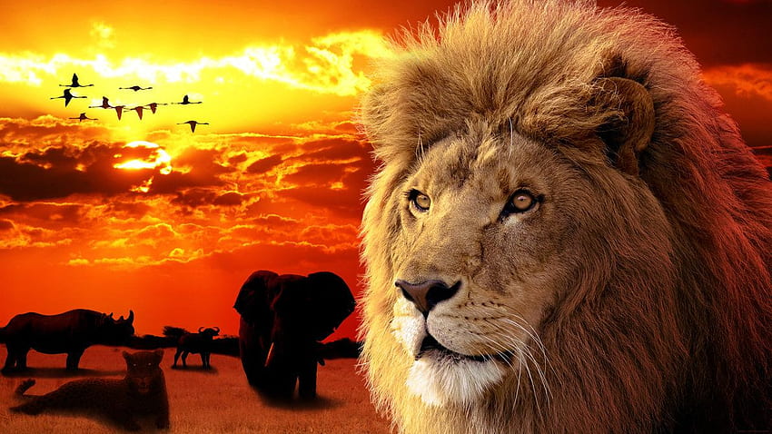 African King, Lion King Sunset HD wallpaper