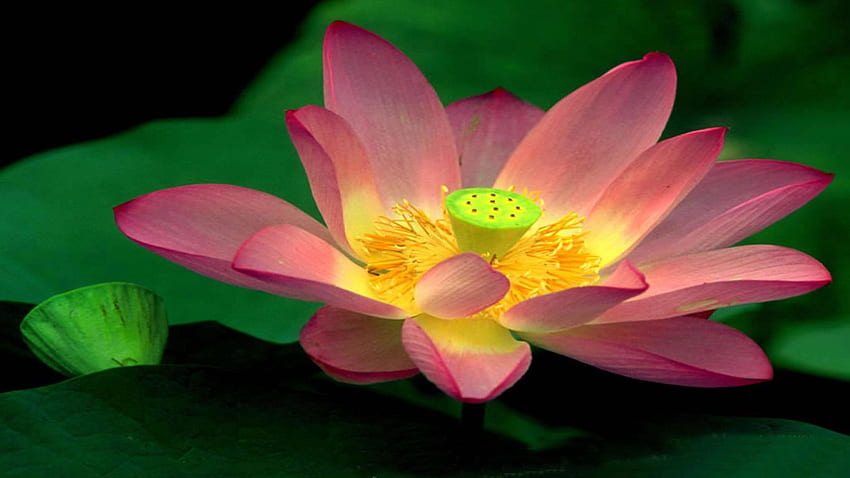 Beautiful Lotus [] for your , Mobile & Tablet. Explore Lotus . Lotus for Walls, Lotus Flower for Computer, Lotus Flower iPhone HD wallpaper