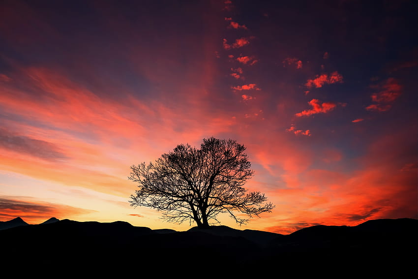Gün batımı, turuncu gökyüzü, ağaç, manzara HD duvar kağıdı