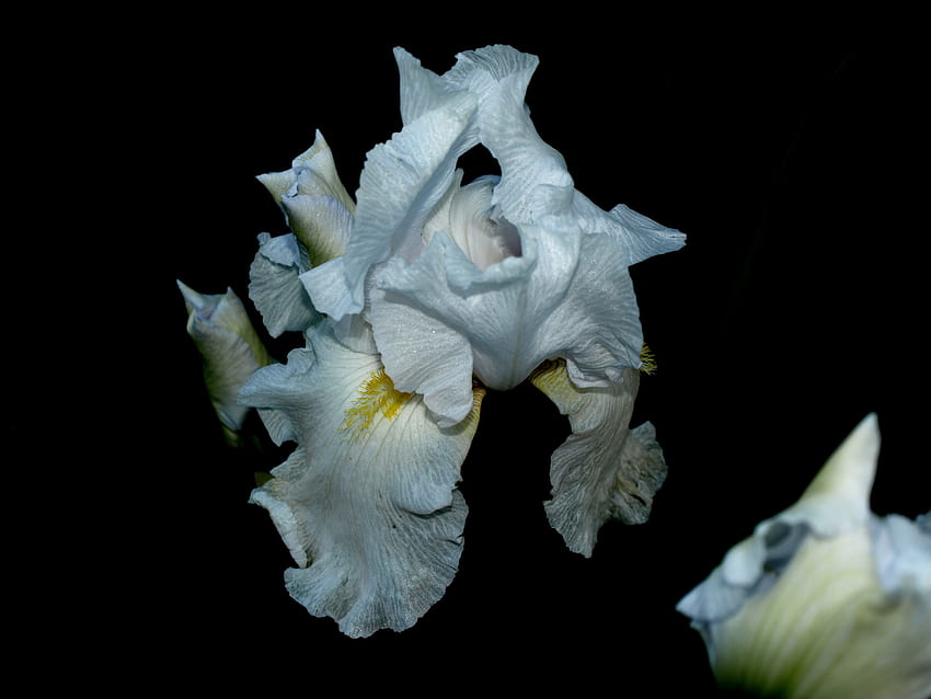 white iris, 05, iris, white, 09 HD wallpaper