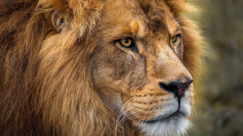 Closeup View Of Lion Face With Stare Look Lion HD wallpaper | Pxfuel