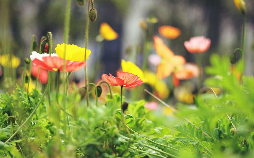 Blumen, Gras, Makro, Unschärfe, glatt HD-Hintergrundbild