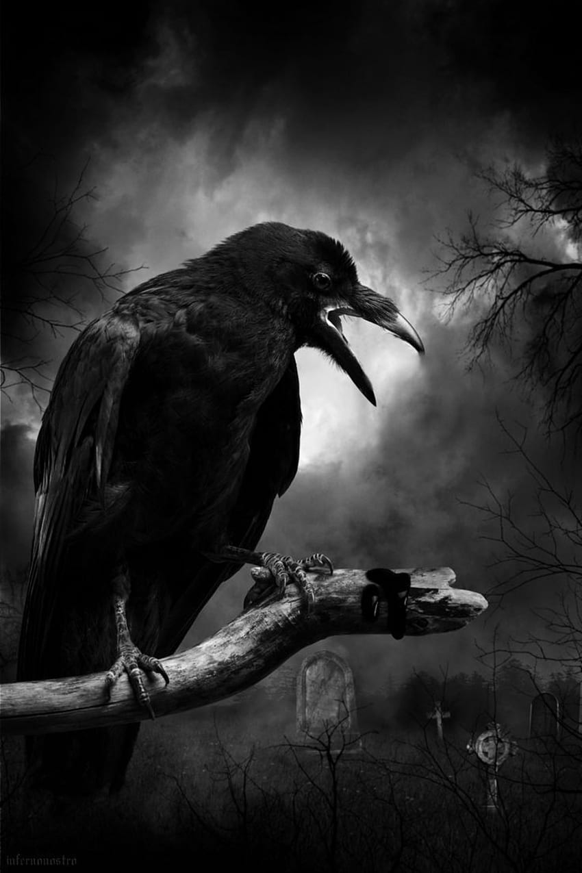 best Crow . Crows ravens, Ravens and The raven, Gothic Crow HD phone wallpaper