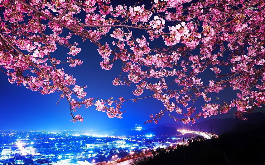 Cherry Blossom Tree -, Cherry Blossoms at Night papel de parede HD