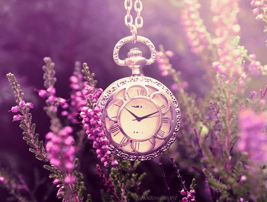 Stillleben, Garten, Tasche, Uhr, Lavendel HD-Hintergrundbild