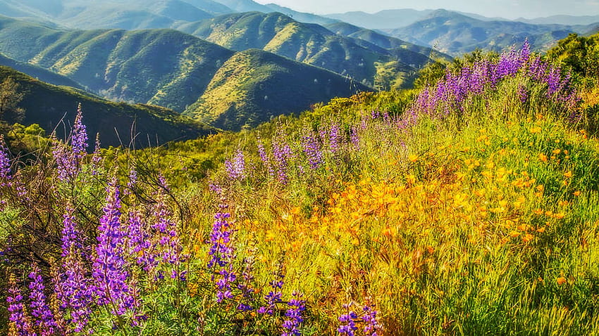 Poppies And Lupines, California, spring, mountains, blossoms, landscape, meadow, usa HD wallpaper
