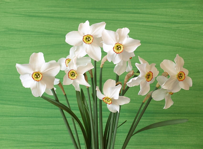 Flowers, Background, Narcissussi, Bouquet, Spring HD wallpaper