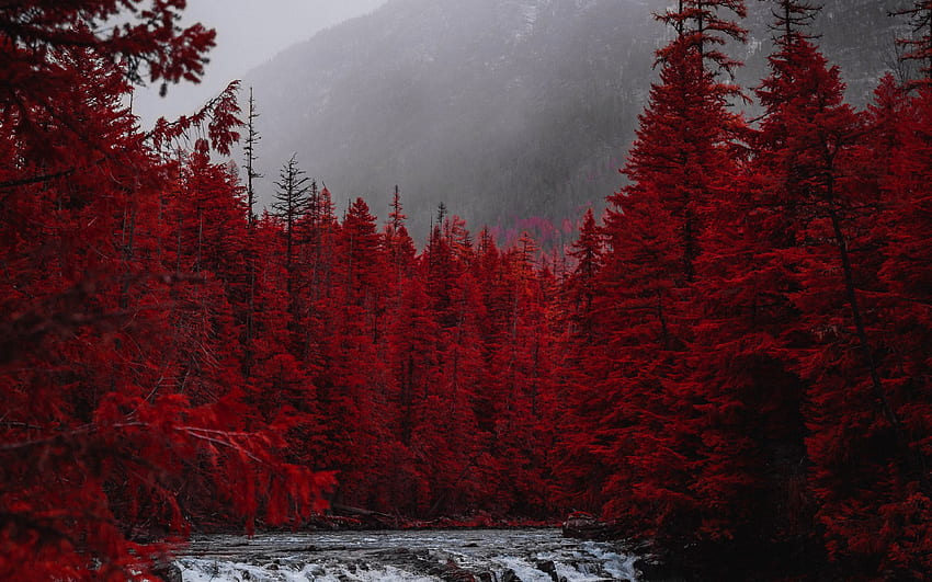 red forest, tree, stream, nature, , ultra 16:10, , , background, 23340, Red Jungle HD wallpaper