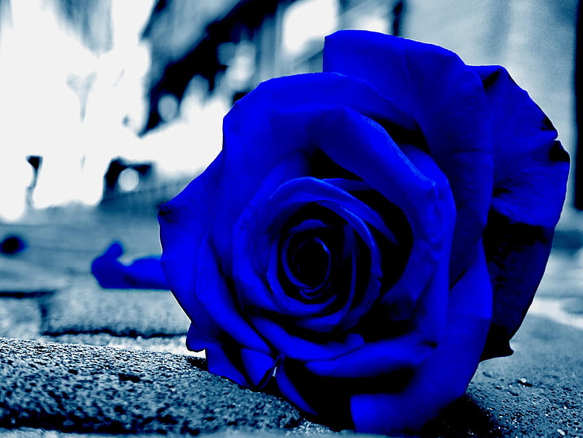 Blue rose for mobile background HD wallpapers | Pxfuel