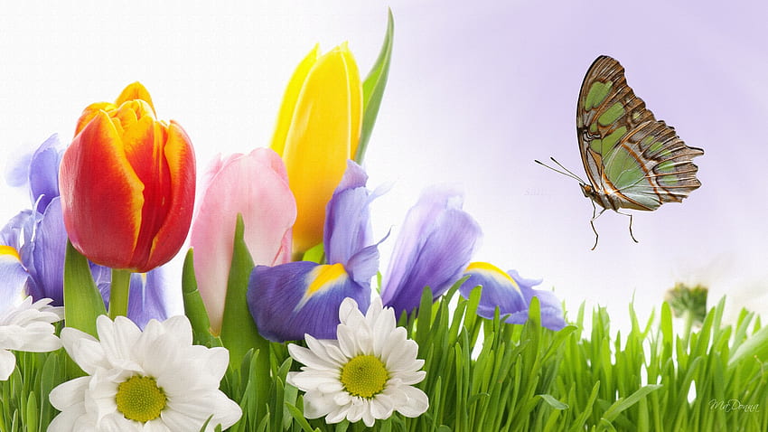 Die Sonne scheinen lassen, Iris, Firefox-Persona, Gras, Tulpen, Frühling, Gänseblümchen, Sommer, Schmetterling, Gänseblümchen, Lavendel, Ostern HD-Hintergrundbild