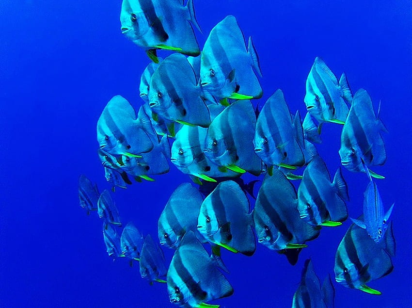 Beauty below, blue, deep, fish, school, ocean HD wallpaper