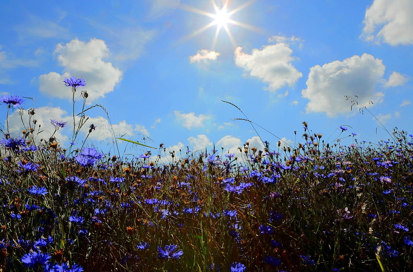 Nature, Flowers, Sky, Sun, Clouds, Blue Cornflowers, Field, Ears, Spikes HD wallpaper