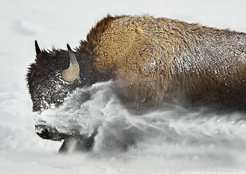 Сурова зима, бизони, рога, бивол, сняг HD тапет