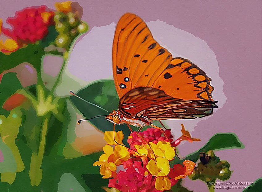 Pomarańczowy motyl, roślina, liście, czerwone i żółte, czarne oznaczenia Tapeta HD