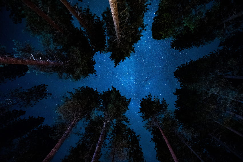 Natura, drzewa, gwiazdy, noc, gwiaździste niebo Tapeta HD