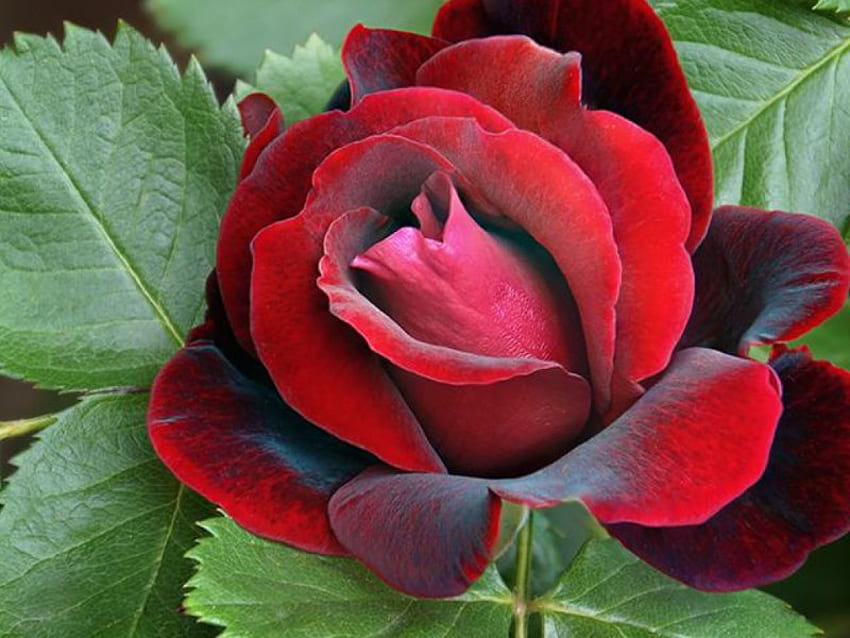 Róża, natura, kwiat Tapeta HD