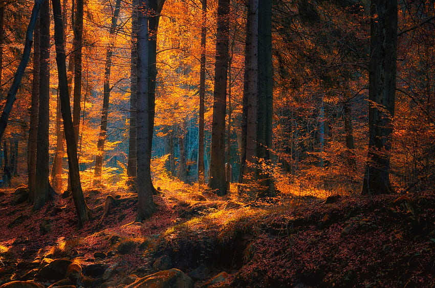 โลก ป่า ธรรมชาติ ฤดูใบไม้ร่วง ต้นไม้ มืด Wald, Licht, Natur, โคซี่ฟอล วอลล์เปเปอร์ HD