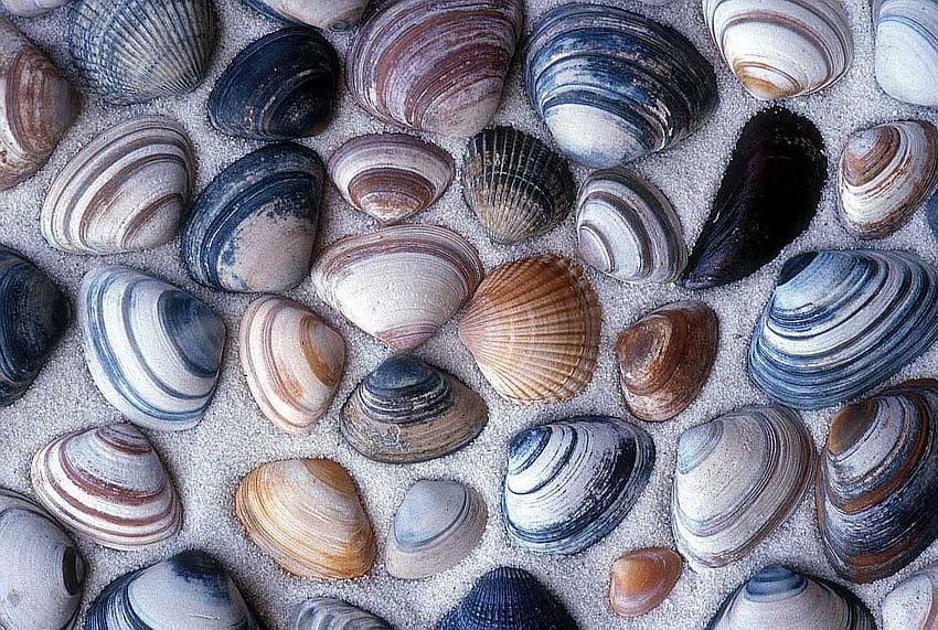貝殻、砂、海、ビーチ 高画質の壁紙