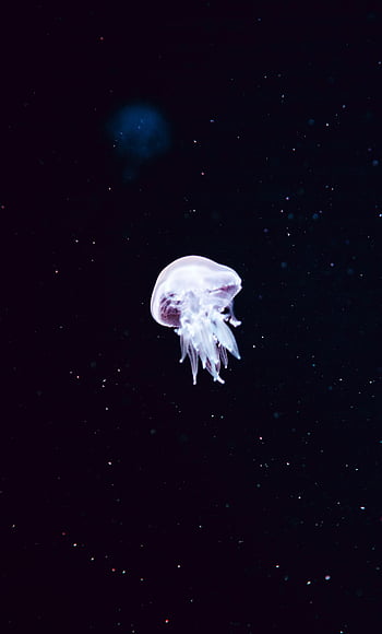 White jellyfish HD wallpapers | Pxfuel