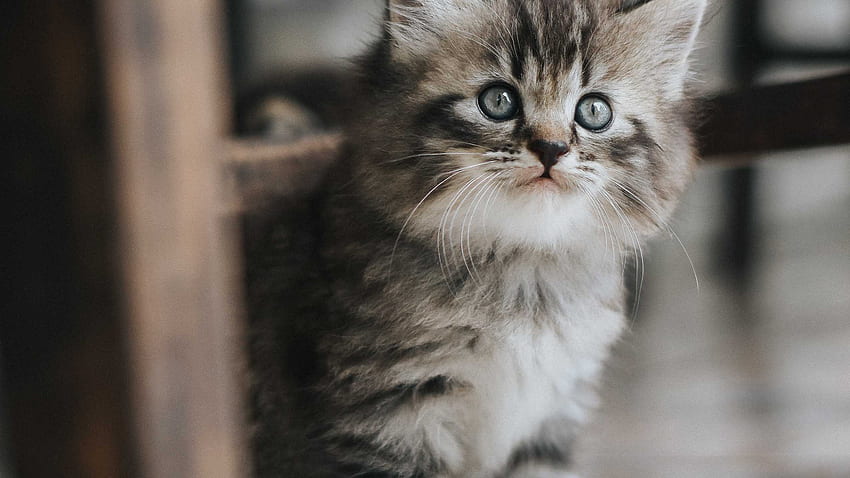 Black White Grey Eyes Kitten Is Sitting Under Chair Kitten HD wallpaper