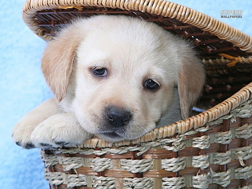 Golden Retriever Puppy, dog, sweet, animal, cute, golden retriever, precious, basket, puppy, pet, adorable HD wallpaper