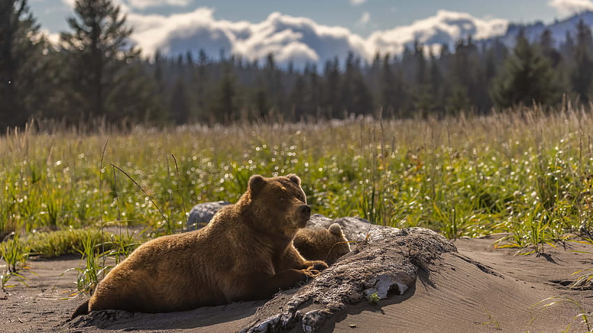 Beruang Duduk Di Atas Pasir Di Tanaman Hijau Semak Pohon Latar Belakang Beruang Siang Hari Wallpaper HD