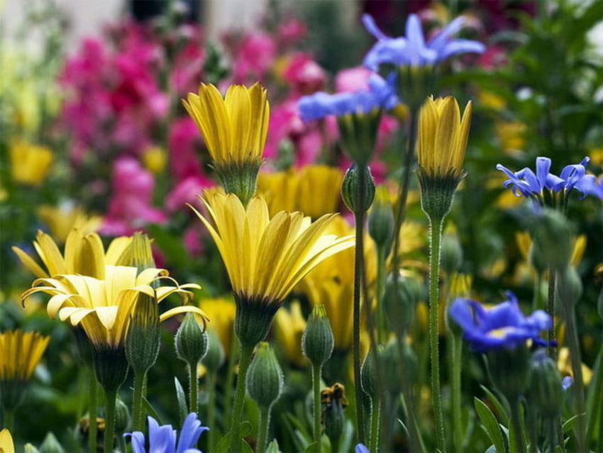 ทุ่งดอกไม้ ฤดูร้อน สีสัน ดอกไม้ ฟิลด์ วอลล์เปเปอร์ HD