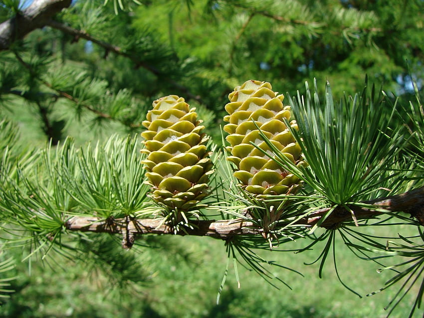 Will a Pine Cone Grow Into a Tree?