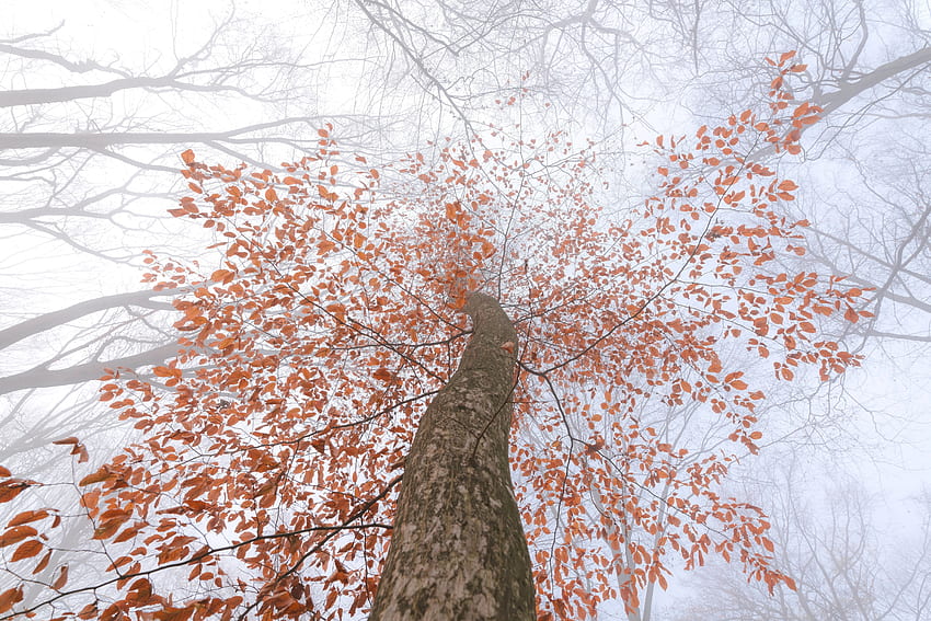 Nature, Leaves, Wood, Tree, Fog, Crown, Krone, Branches, Trunk HD wallpaper